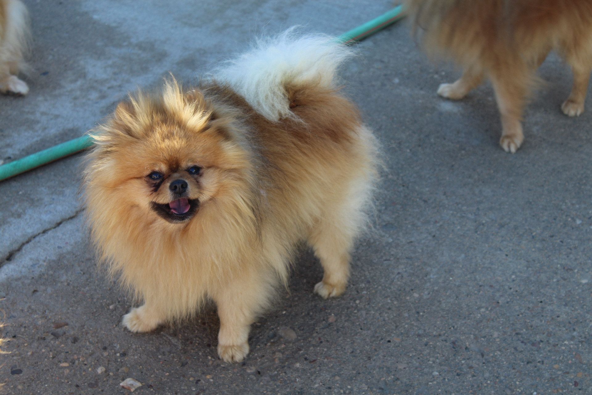 Perro pomerania canela y blanco con pelaje esponjoso, de pie sobre concreto, sonriendo.