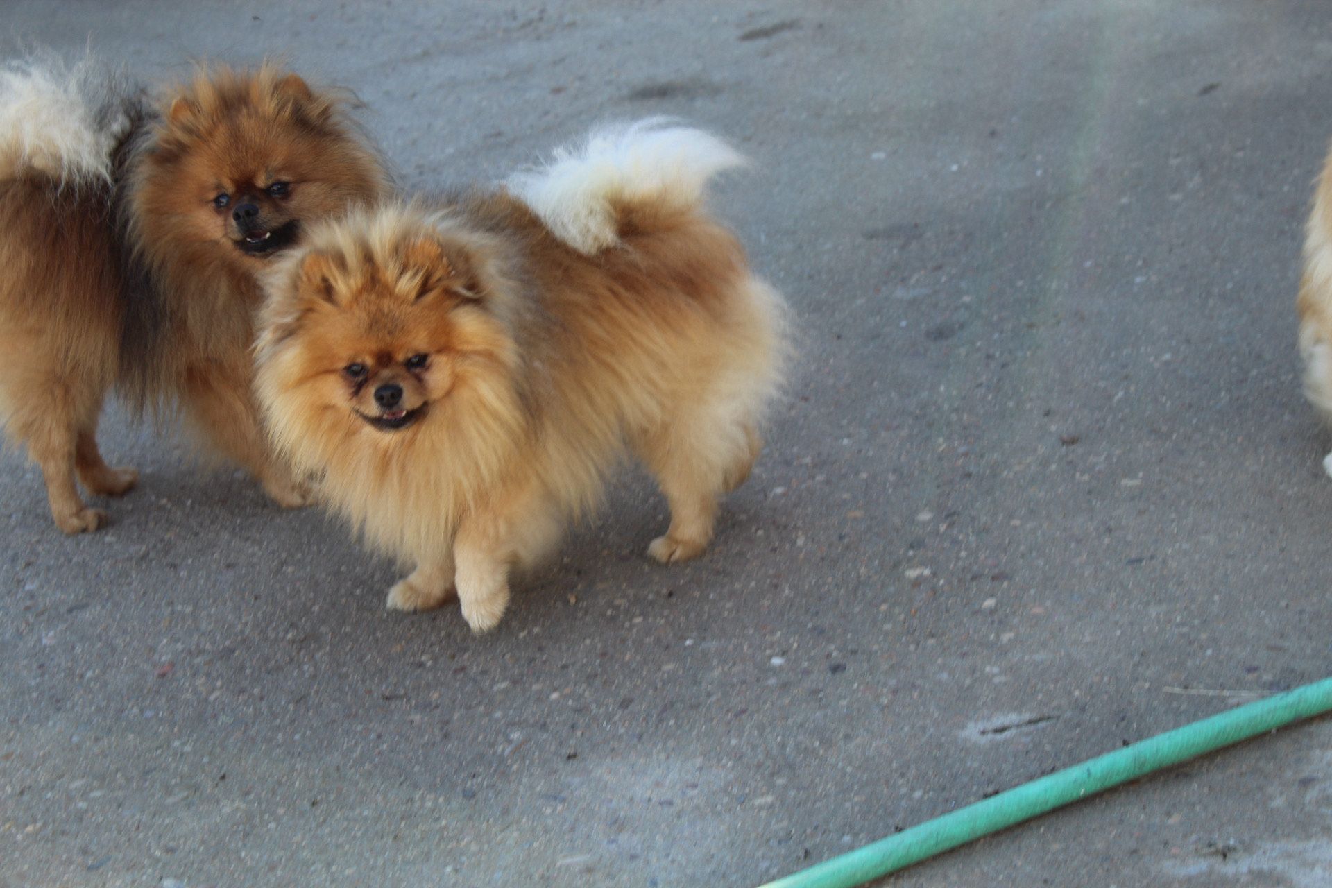 Dos esponjosos perros pomerania de color canela están de pie al aire libre sobre una superficie gris. Uno mira a la cámara.