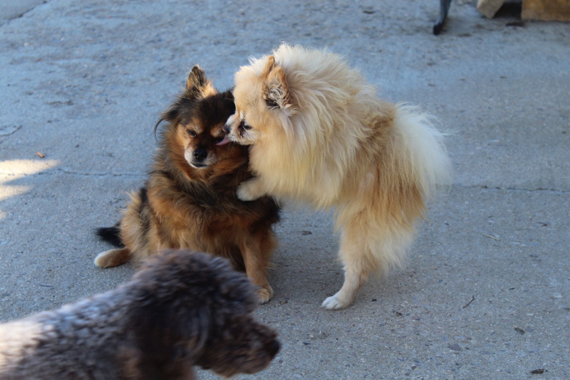 Un pomerania esponjoso de color canela y blanco, de pie sobre una superficie gris, mirando hacia la izquierda.