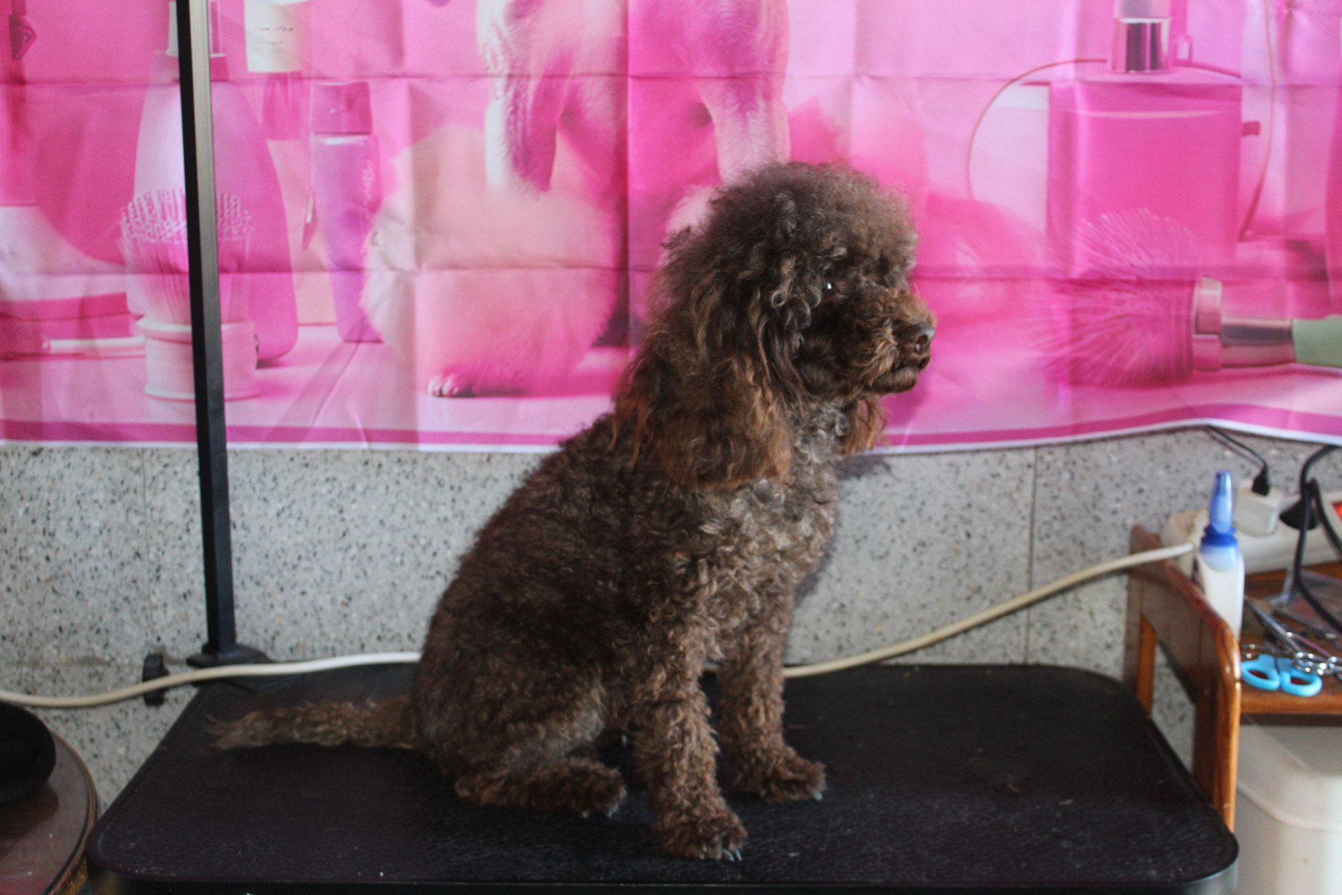 Caniche marrón sentado en una mesa de peluquería con fondo rosa.