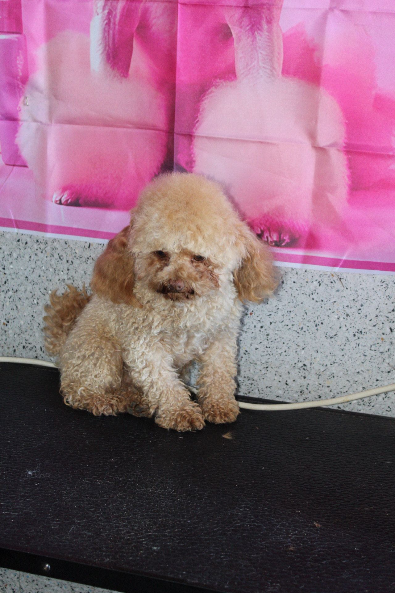 Un caniche color canela está sentado sobre una superficie negra con un fondo rosa con imágenes de caniches.