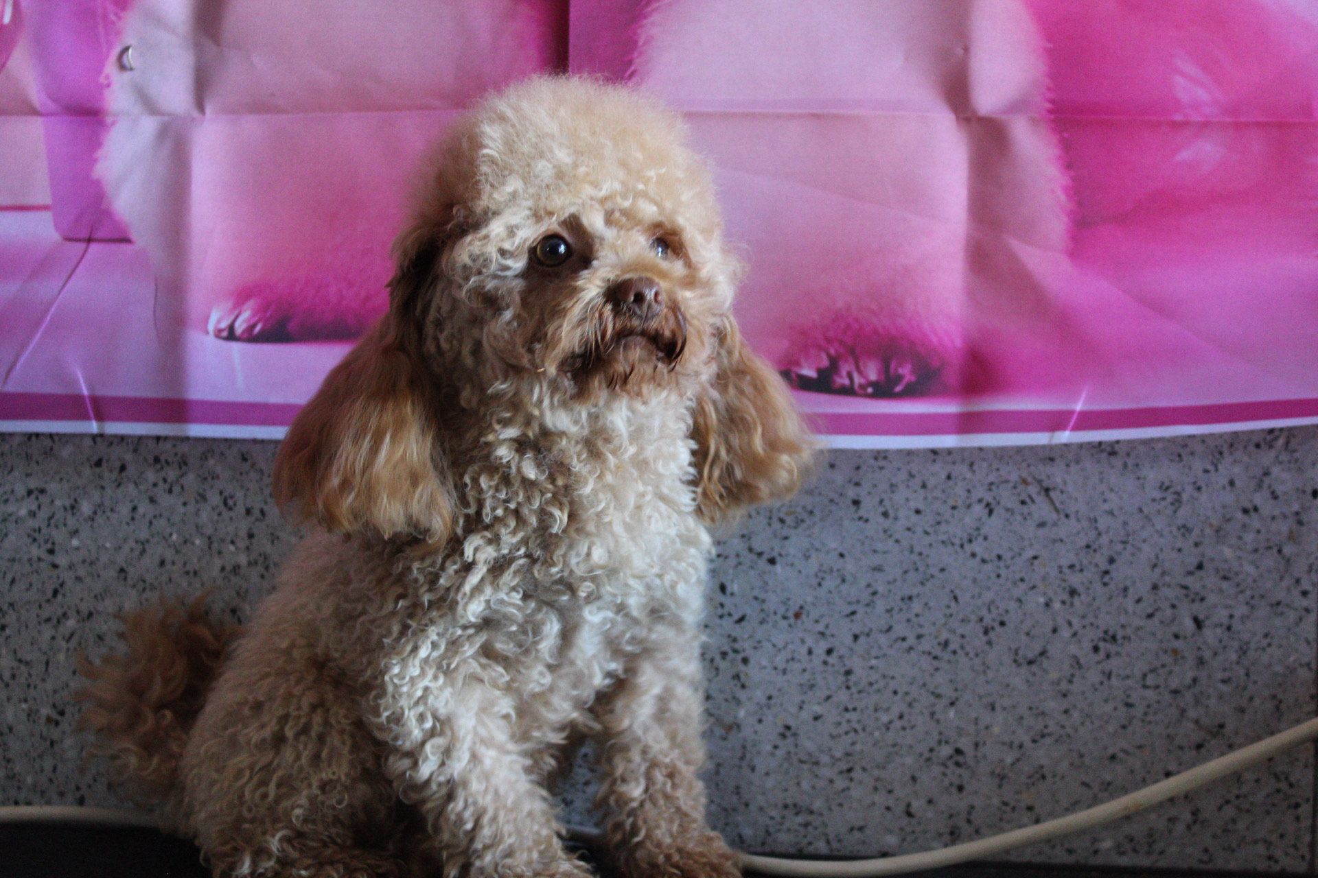 Caniche color canela sentado sobre un fondo rosa.