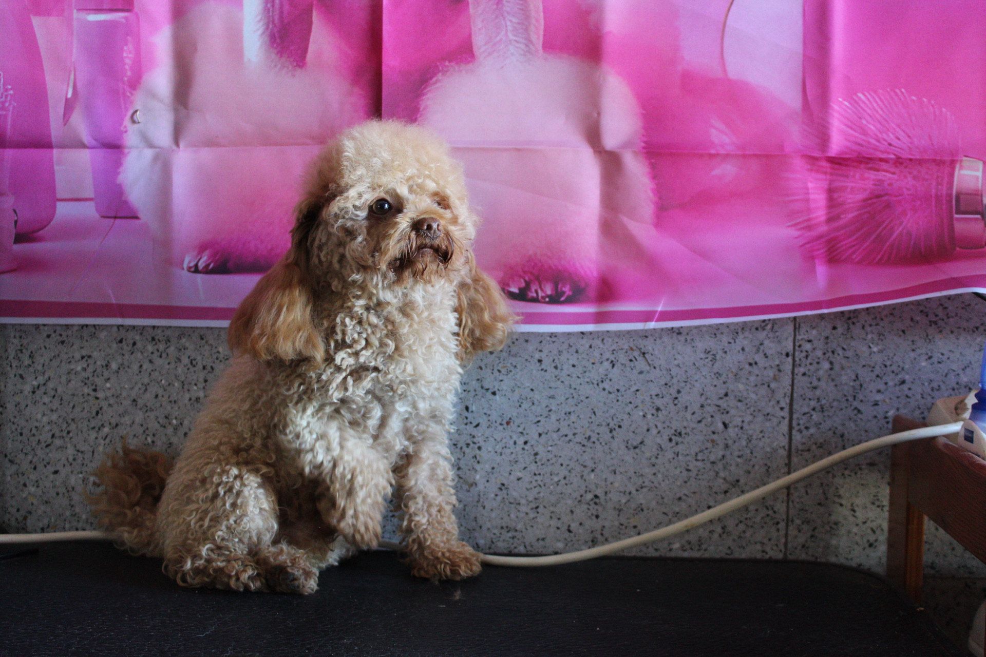 Un perro marrón y esponjoso está sentado frente a un fondo rosa con una expresión curiosa.