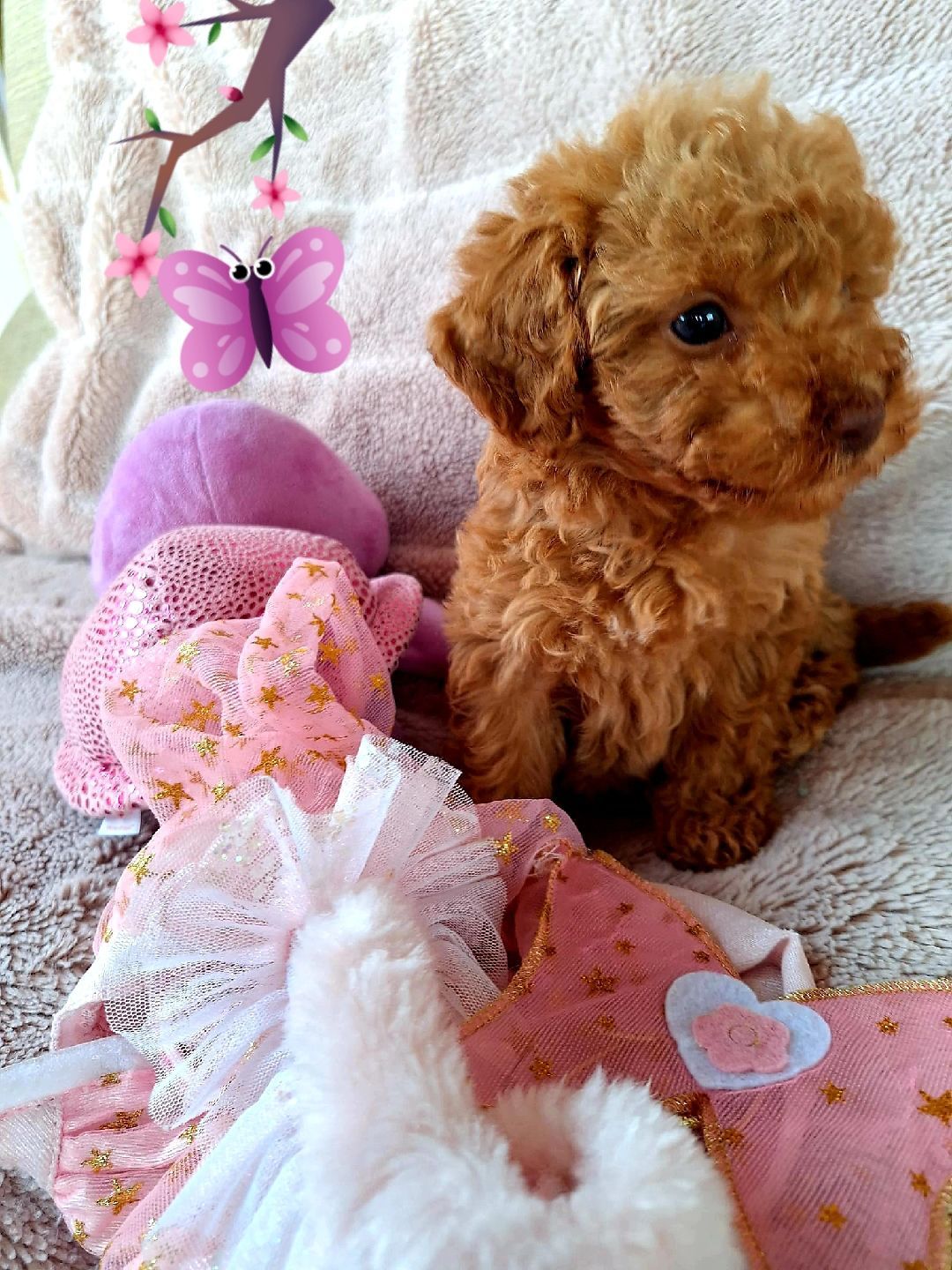 Un pequeño cachorro de caniche marrón está sentado entre lazos rosas, una pera morada y una mariposa.
