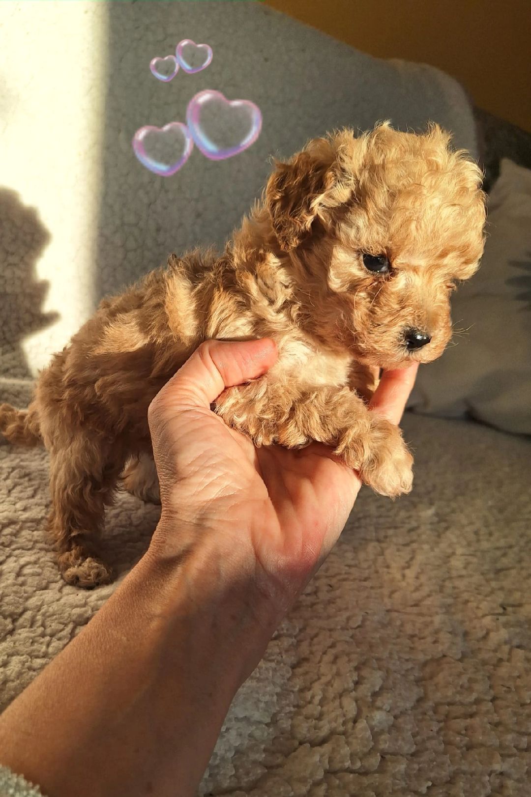 Cachorrito pequeño de color marrón claro sostenido en una mano; una manta de felpa con corazones decorativos al fondo.