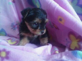 Cachorro de Yorkshire Terrier de pelaje negro y fuego, sentado sobre una manta rosa con estampado floral.