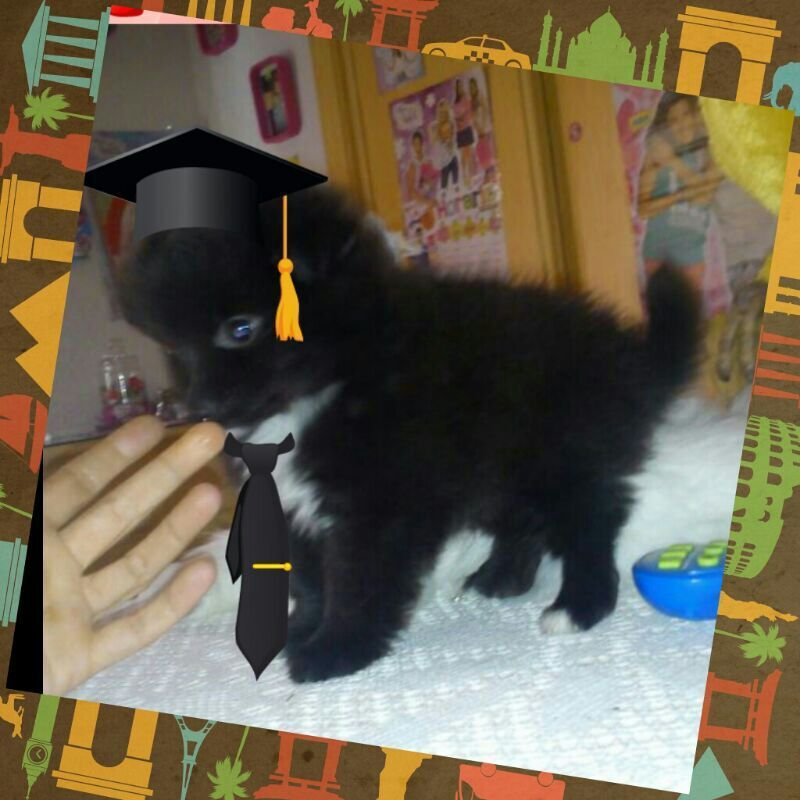 Cachorro negro con birrete y corbata de graduación, con la mano extendida hacia él.