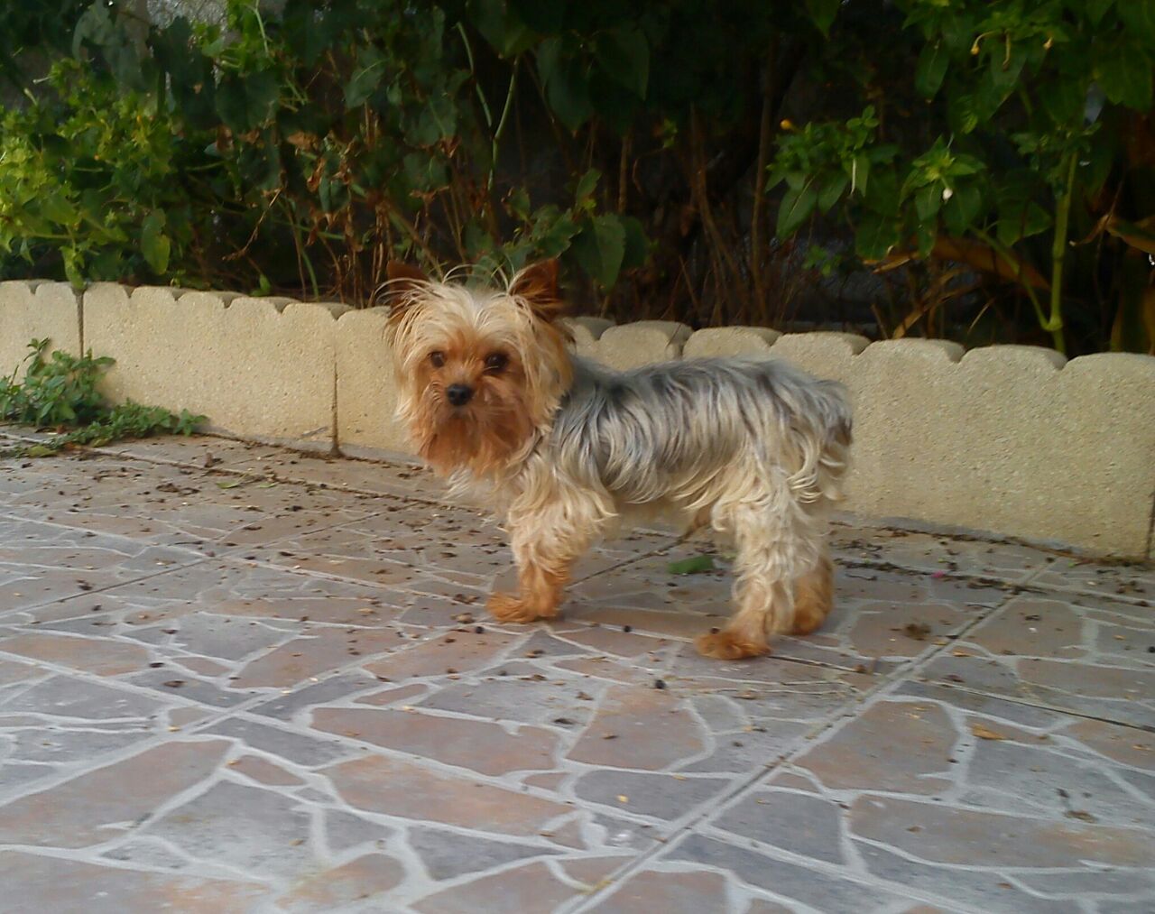 Un perro Yorkshire Terrier, de pelaje marrón, está de pie sobre una piedra con dibujos, mirando hacia adelante.