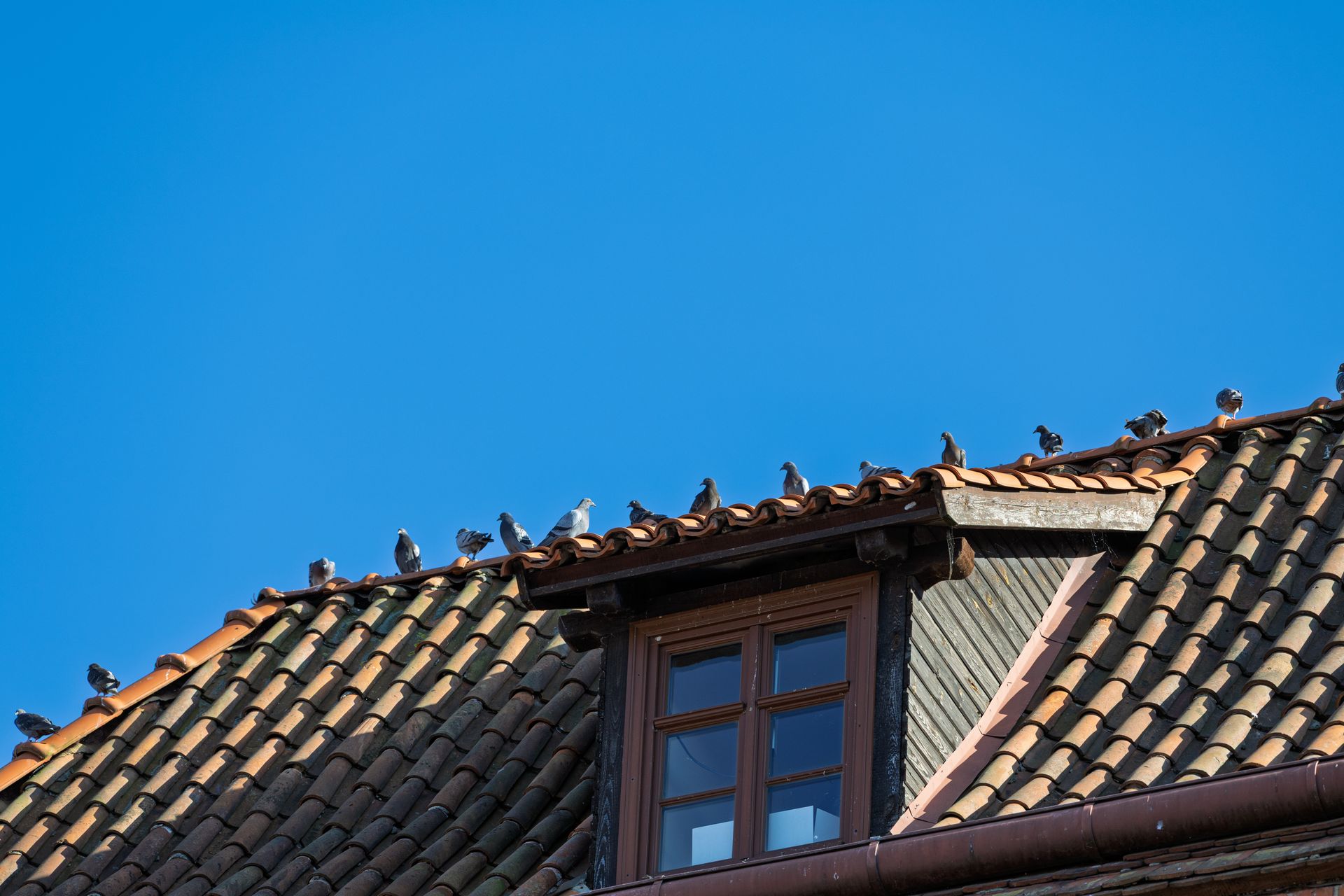 Des oiseaux perchés sur un toit de tuiles se détachant sur un ciel d'un bleu éclatant.
