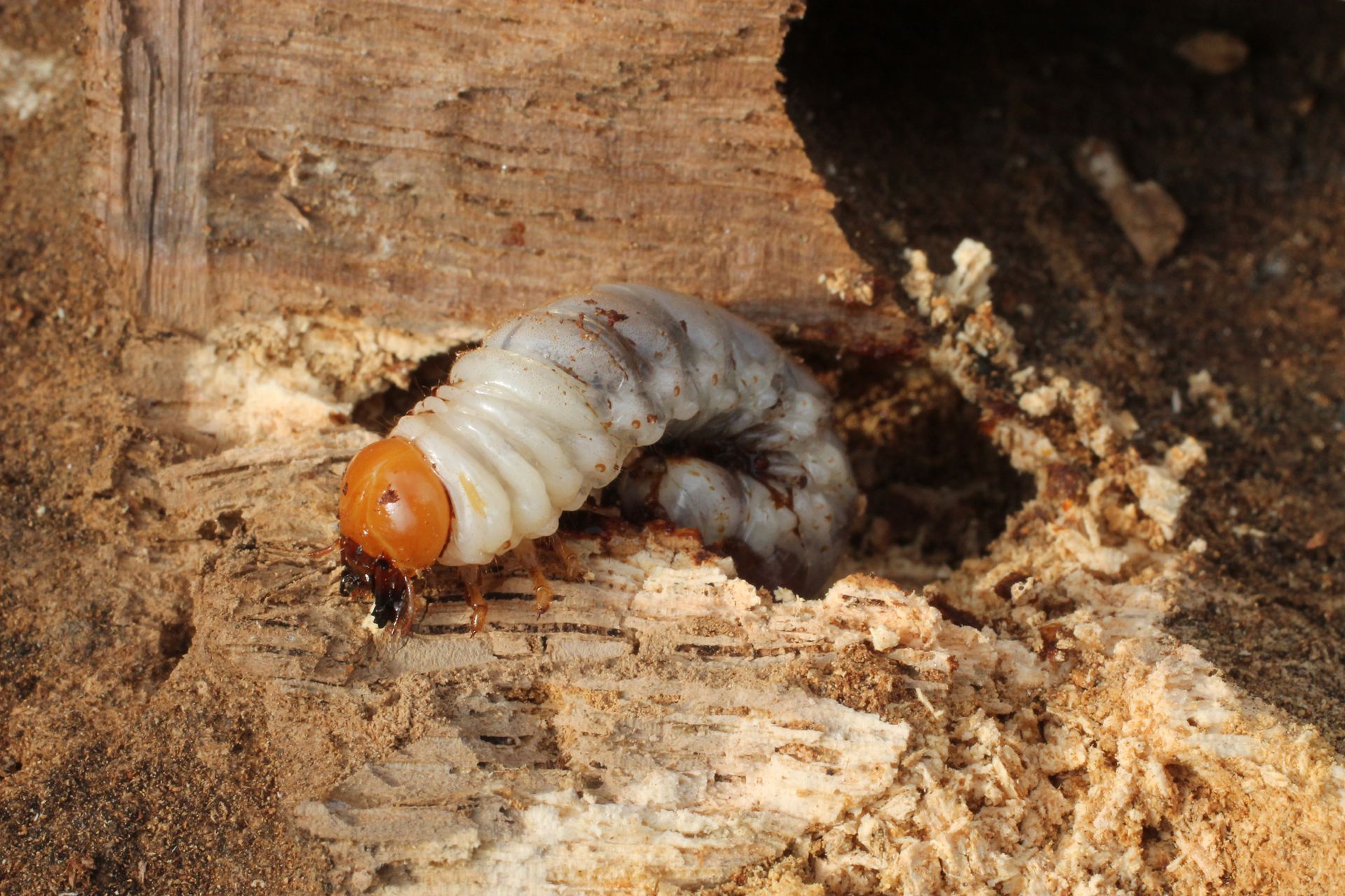 Un insecte xylophage.