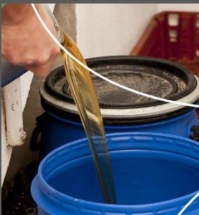 Persona vierte líquido amarillo de una manguera en un balde azul, barriles en el fondo.