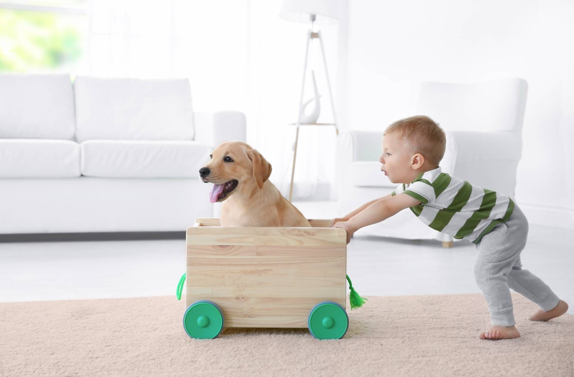 Ein kleiner Junge schiebt einen Hund in einer Holzkiste.