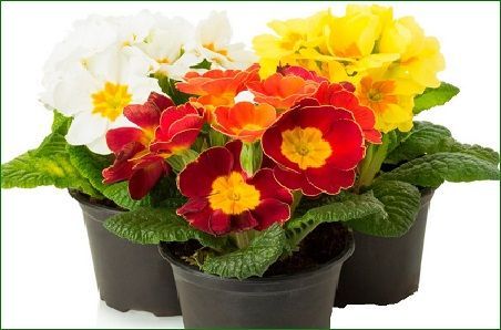 Papeterie - Buchmann & Co. - Langnau & Burgdorf