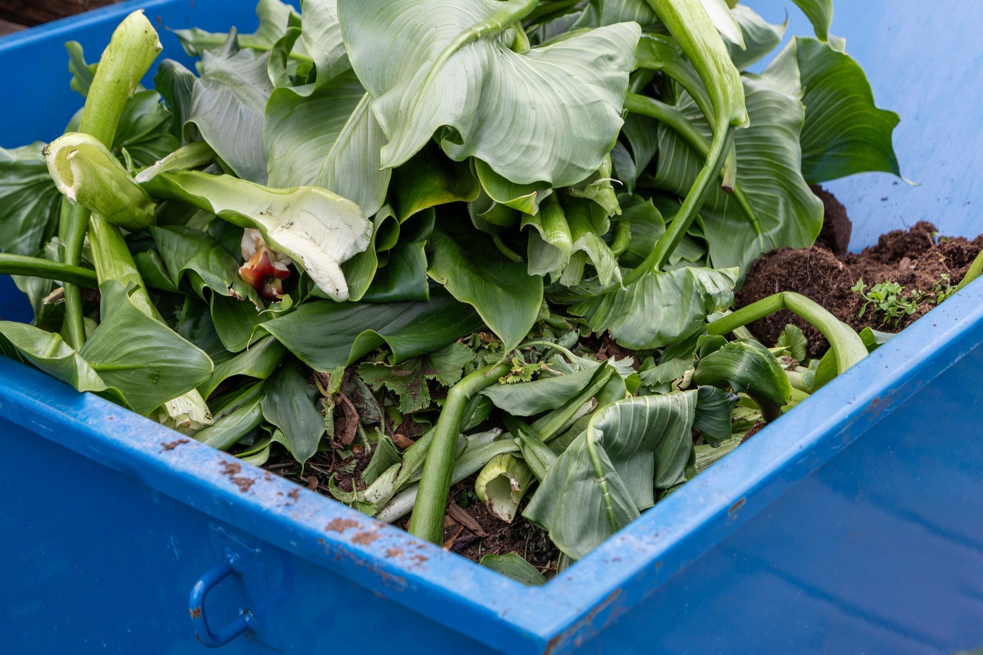 Benne remplie de terre, compost et plants.