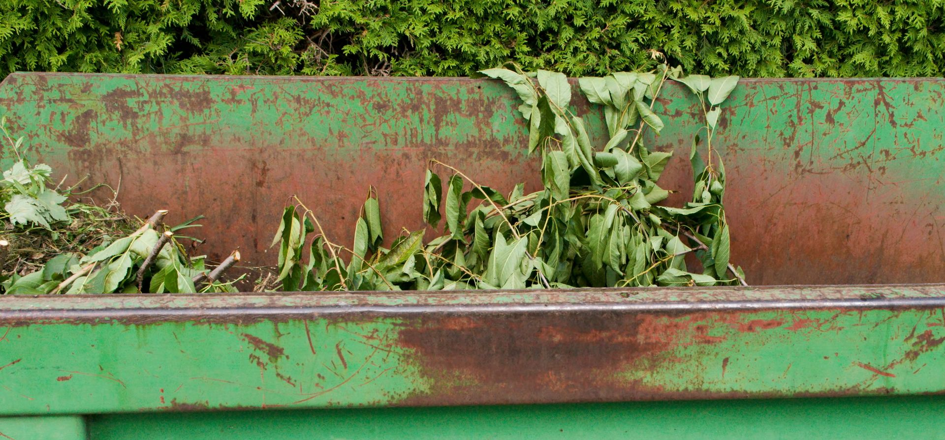 Branchages déposés dans une benne à déchets verts.