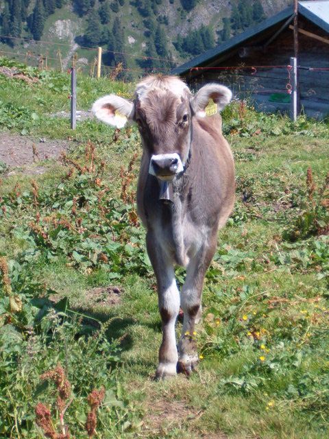 Markus Amstutz Architekt