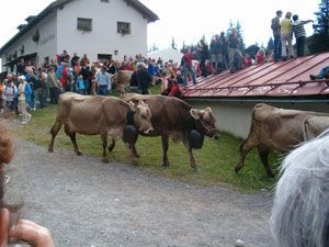 Markus Amstutz Architekt