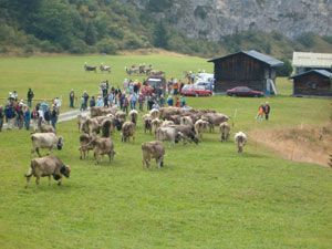 Markus Amstutz Architekt