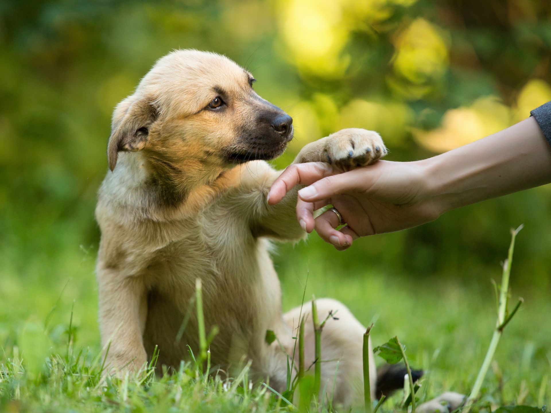 Een lichtbruine puppy raakt de hand van een persoon aan in groen gras, met een wazige tuinachtergrond.