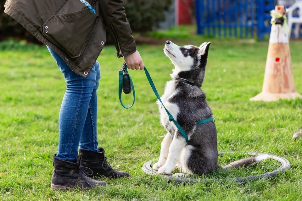Een persoon geeft een witte hond aan de lijn buiten in de zon te eten.