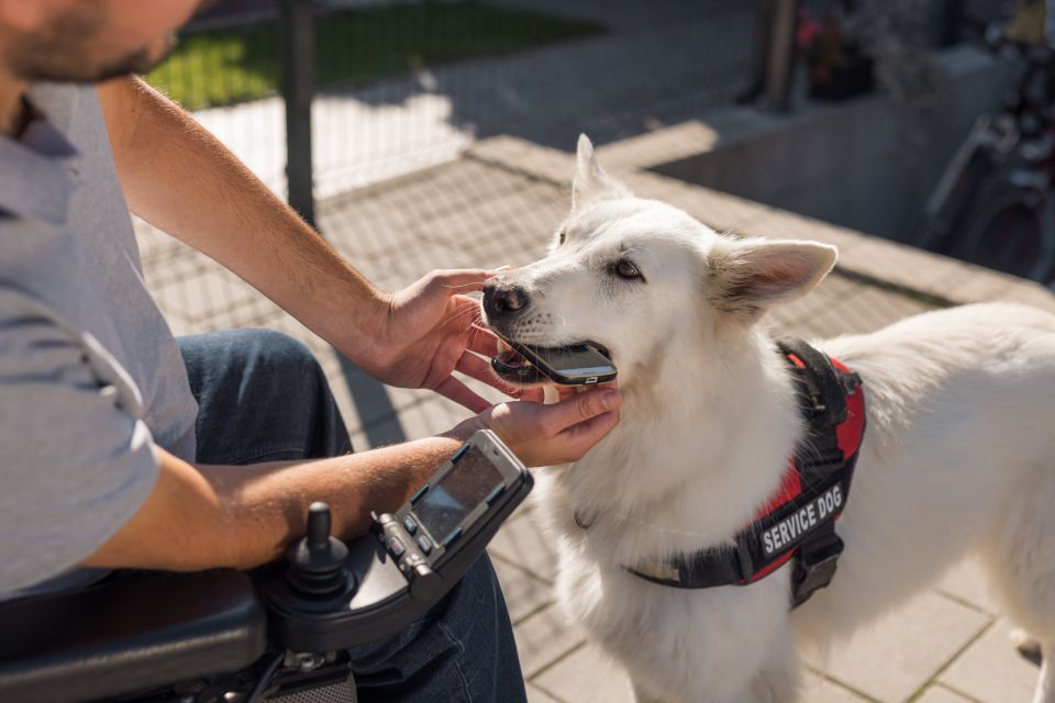 Een persoon houdt een riem vast terwijl een zwart-witte hond aandachtig op het gras in een park zit.
