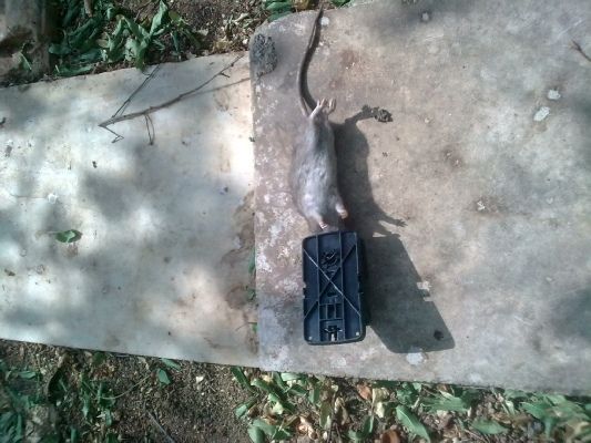 PEST SHIELD | Βιολογικές εφαρμογές δημόσιας υγείας Απεντομώσεις – Μυοκτονίες – Απολυμάνσεις Μελέτες – Εφαρμογές