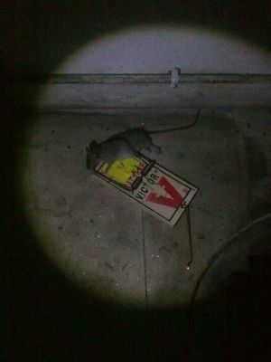 PEST SHIELD | Βιολογικές εφαρμογές δημόσιας υγείας Απεντομώσεις – Μυοκτονίες – Απολυμάνσεις Μελέτες – Εφαρμογές