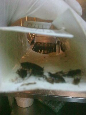 PEST SHIELD | Βιολογικές εφαρμογές δημόσιας υγείας Απεντομώσεις – Μυοκτονίες – Απολυμάνσεις Μελέτες – Εφαρμογές