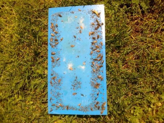 PEST SHIELD | Βιολογικές εφαρμογές δημόσιας υγείας Απεντομώσεις – Μυοκτονίες – Απολυμάνσεις Μελέτες – Εφαρμογές