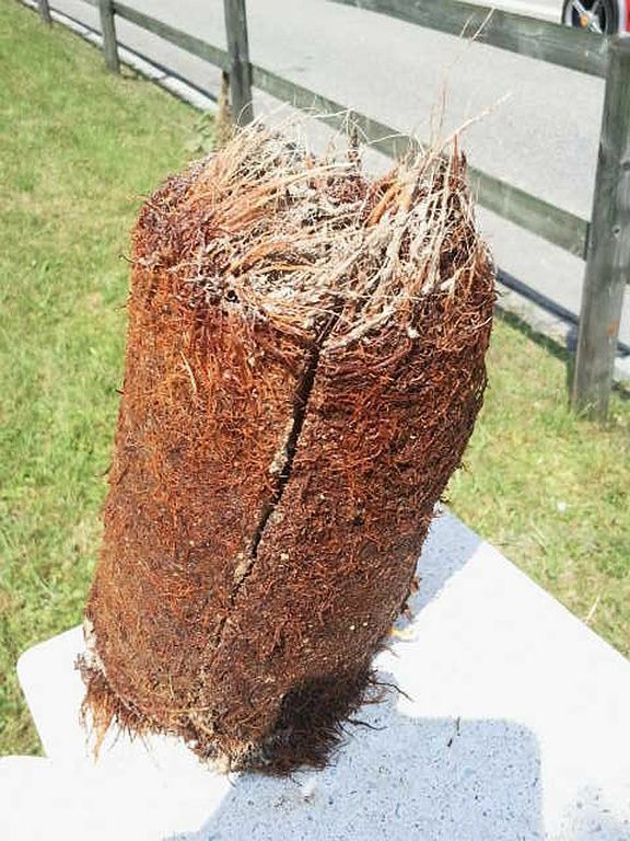 Wurzeleinwuchs in Versorgungsleitung