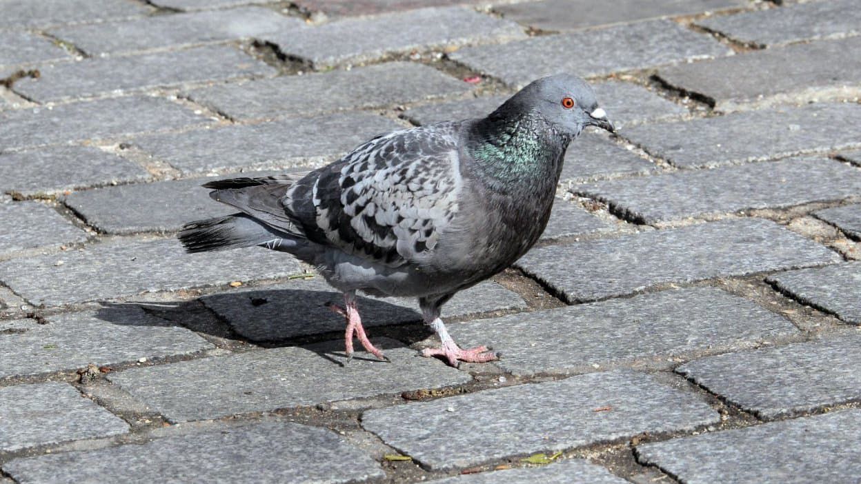 Pigeon sur pavés
