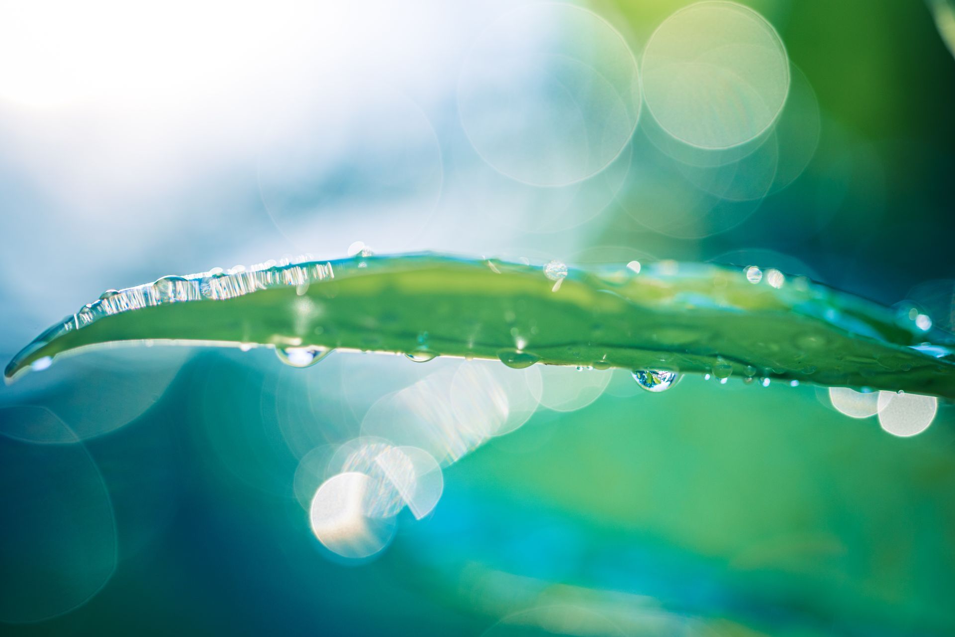 Feuille verte avec des gouttes d'eau