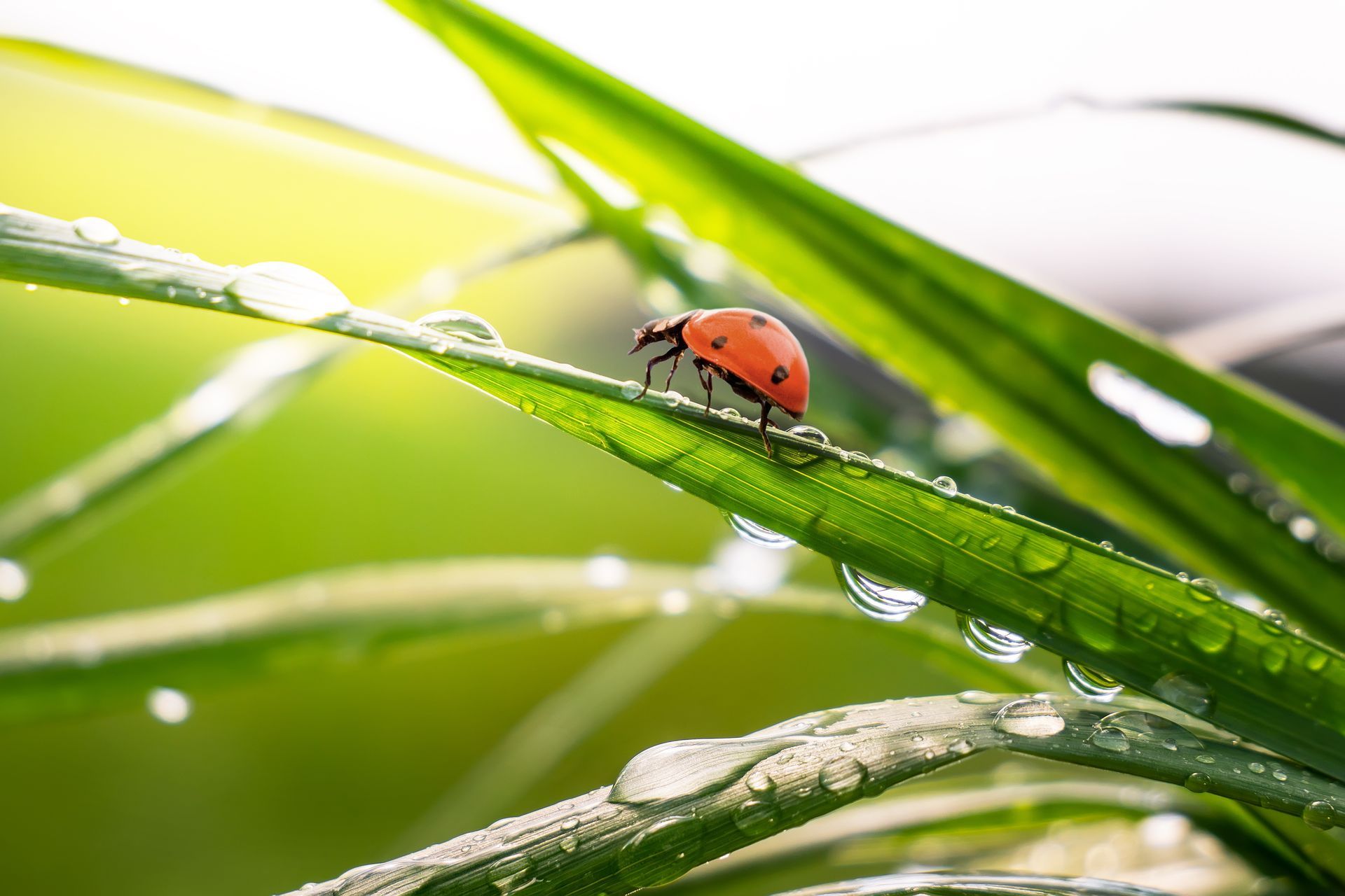 Coccinelle sous la pluie.