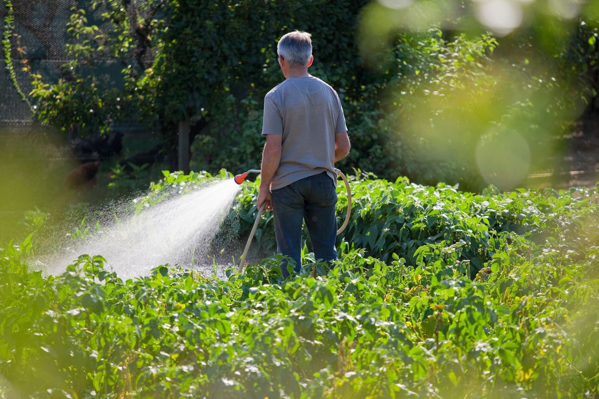 Arrosage d'un jardin au jet d'eau