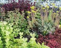 In einem Garten wachsen viele unterschiedliche Pflanzenarten.