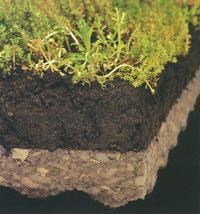 Eine Nahaufnahme eines Stücks Erde, aus dem Gras wächst.