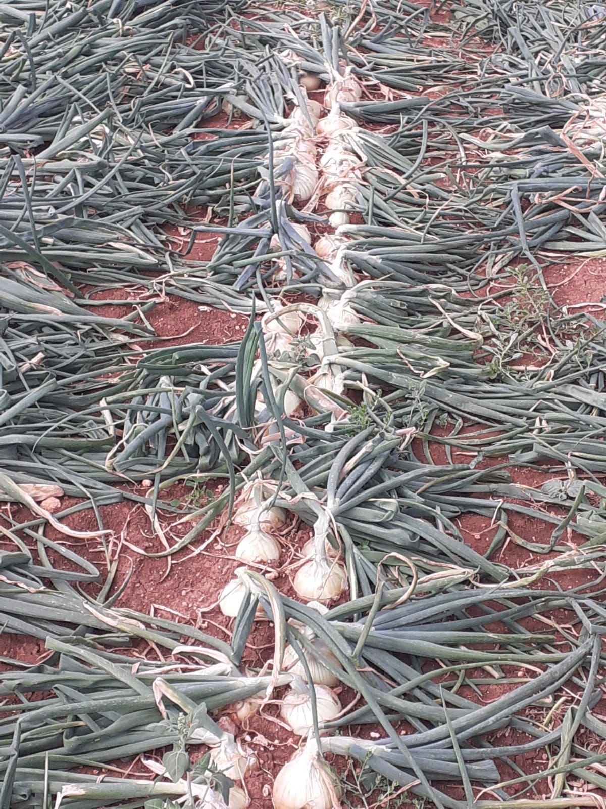 Un manojo de cebollas está tirado en el suelo en un campo.