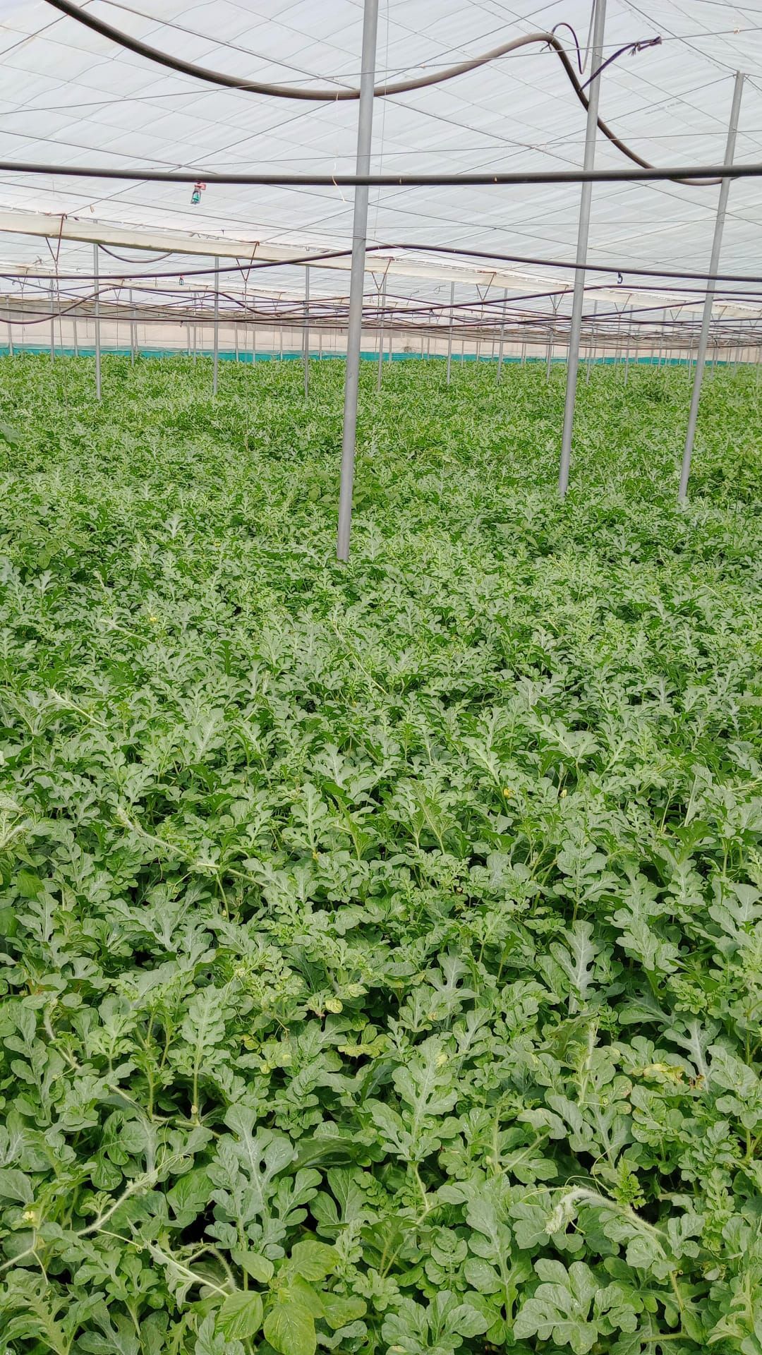 Un invernadero lleno de muchas plantas verdes creciendo en él.