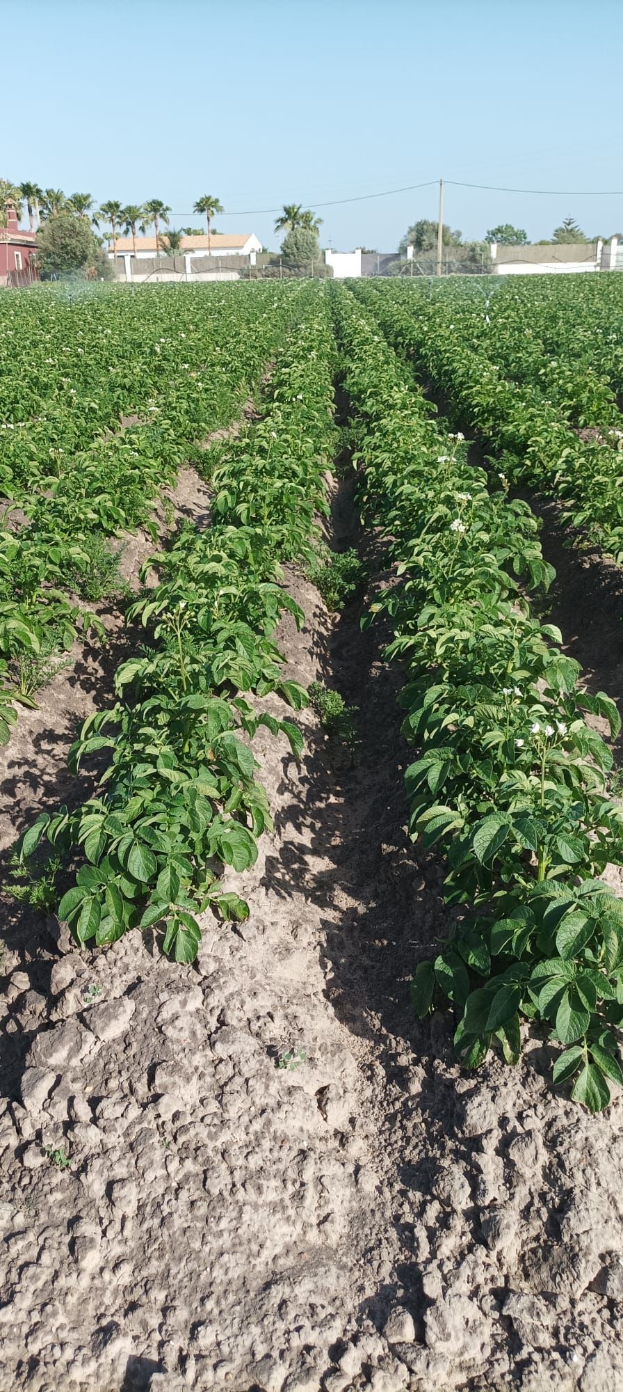 Una hilera de plantas de papa creciendo en un campo.