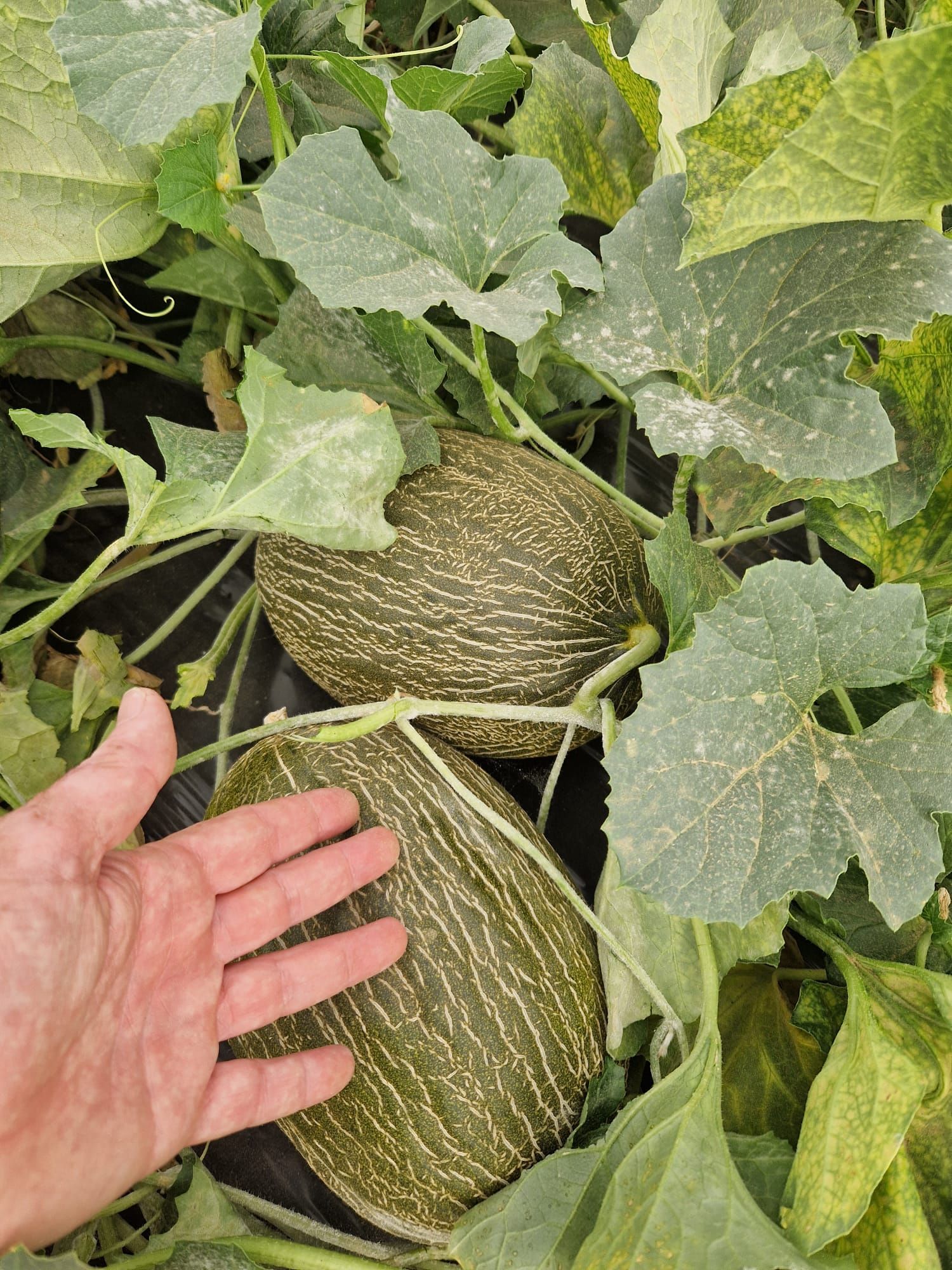 Una persona está tocando un melón que crece en una vid.