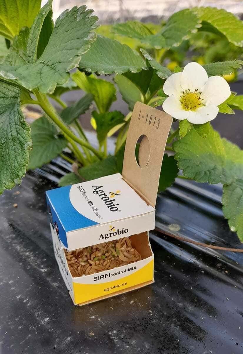 Una caja de semillas está al lado de una planta de fresa.