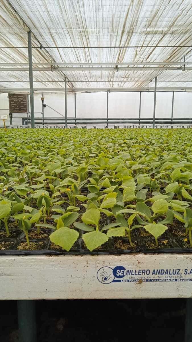 Un invernadero lleno de muchas plantas verdes que crecen en bandejas.