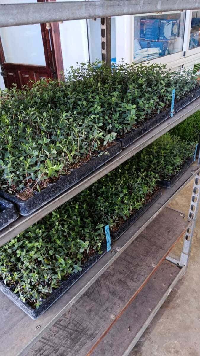 Un estante lleno de muchas plantas pequeñas.