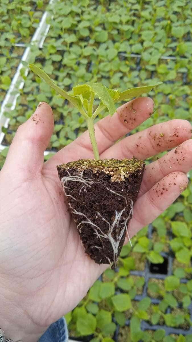 Una persona sostiene una pequeña planta en su mano.