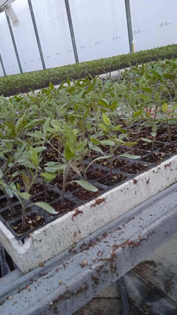 Una bandeja de plántulas de tomate creciendo en un invernadero.