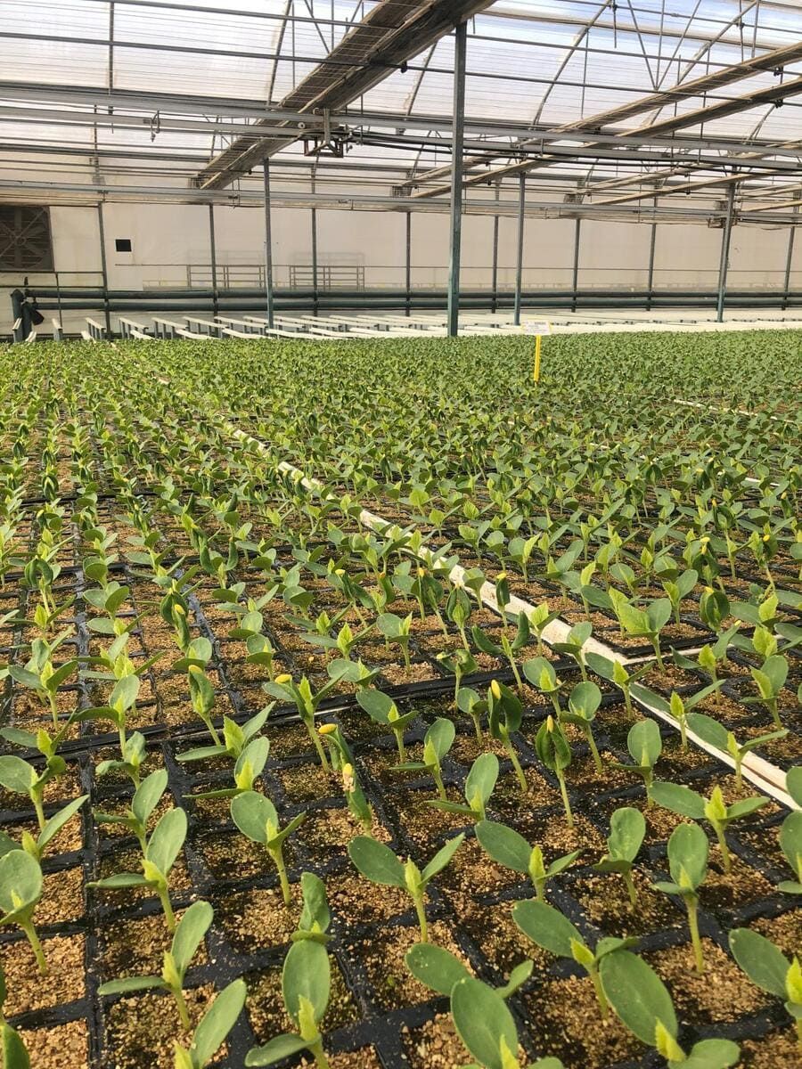 Un invernadero lleno de muchas plantas que crecen en filas.