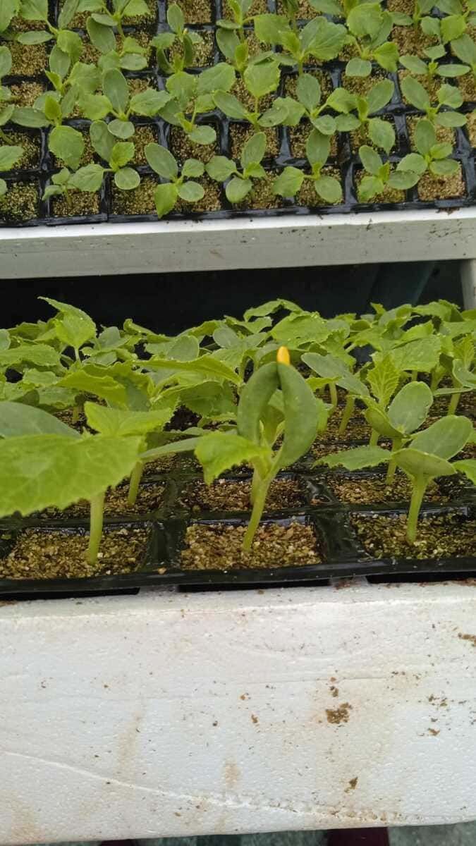 Un montón de plantas pequeñas están creciendo en un invernadero.
