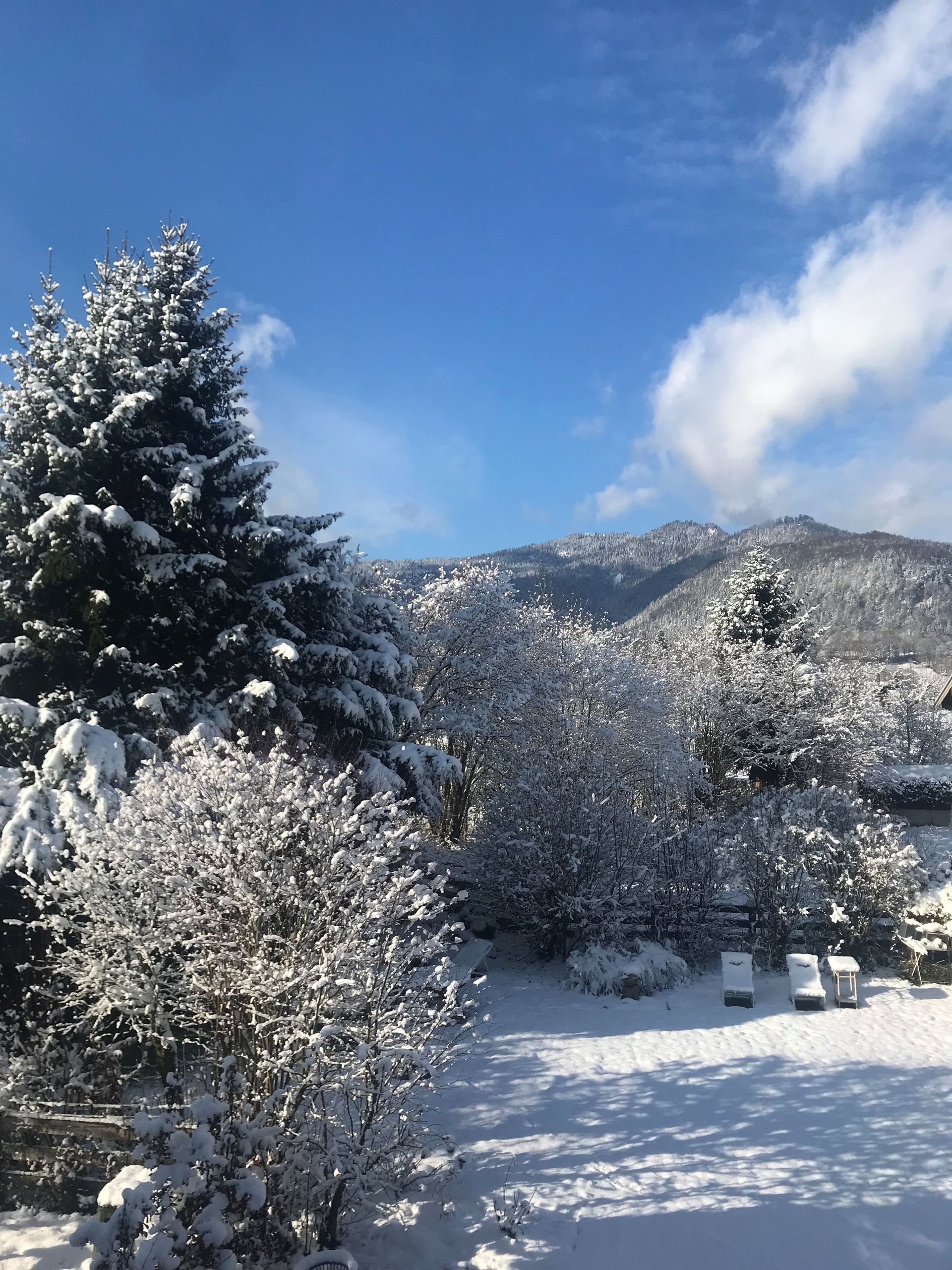Verschneite Landschaft mit immergrünen Bäumen und Sträuchern vor blauem Himmel mit Bergen im Hintergrund.
