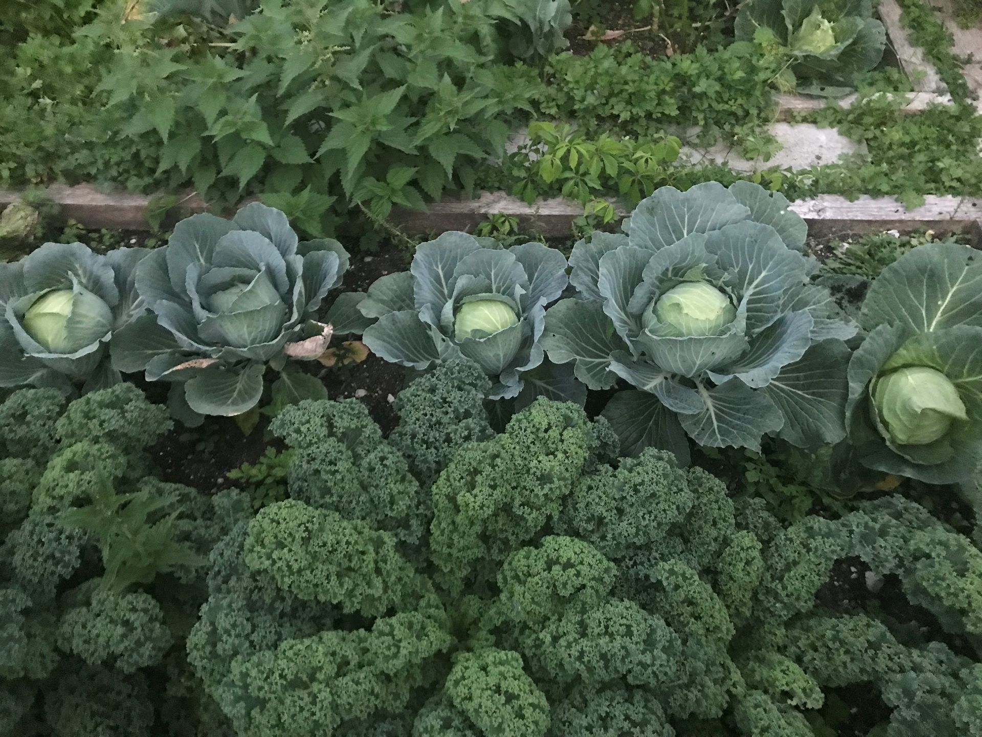 Kohl- und Grünkohlpflanzen mit grünen Blättern und Köpfen wachsen in einem Gartenbeet im Freien.