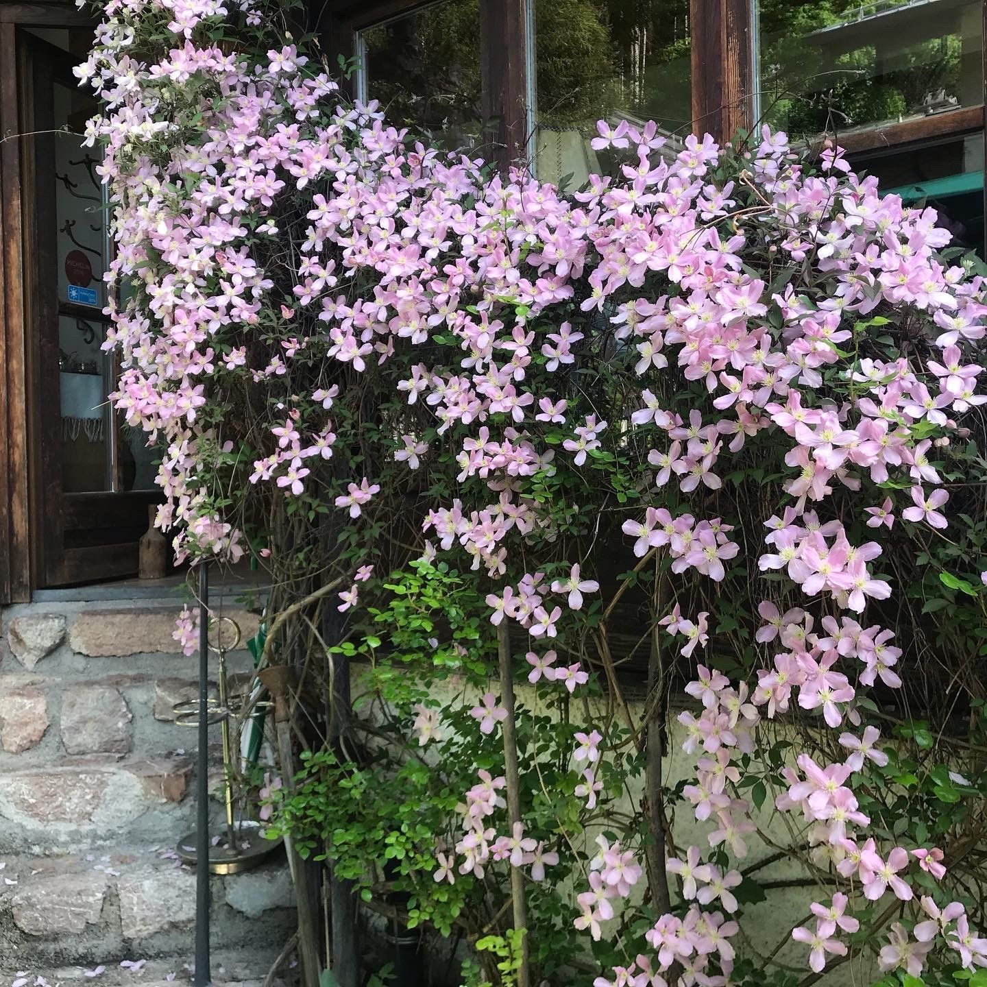 Eingang zum Restaurant im Frühling, rosa Blüten ranken an einer Mauer und einem Fensterrahmen empor.